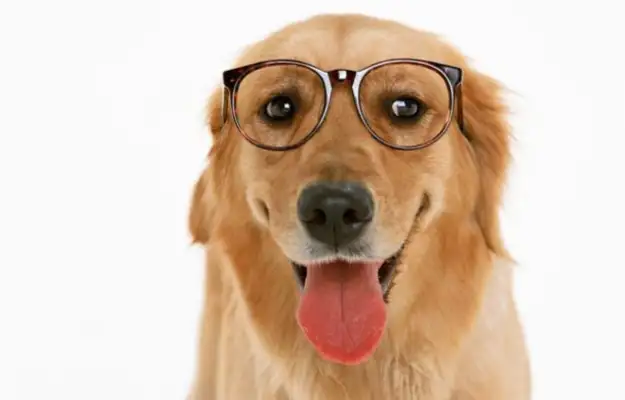 Girls adopt eight dogs. They'd rather eat less than feed them