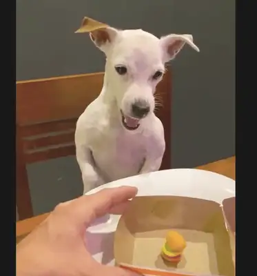 The master bought a special burger for the dog, and he almost spits: you're a real dog