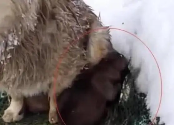The mother of a dog is shaking with the frost, but she doesn't want to leave