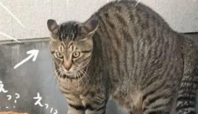 Take the dog out and get scared by a cat. The master will look terrible