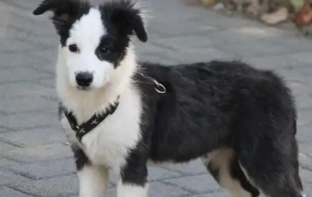 Quest! Bad walking dogs are under investigation. A woman turns her head and throws a dog in the ice river, afraid the dog will be killed instantly