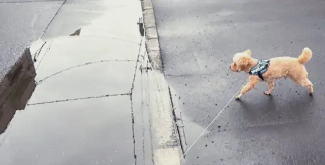 The master won't let the dog step on the puddle. He's playing a light work time