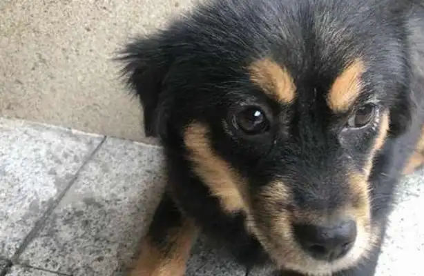The stray dog is abandoned by the girl, and the little guy wants to catch up, and he's afraid he'll be upset