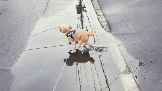 The master won't let the dog step on the puddle. He's playing a light work time