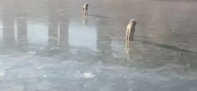 Both dogs were lost at night, and when they found them the next day, their feet were rotten! They fear more than their master