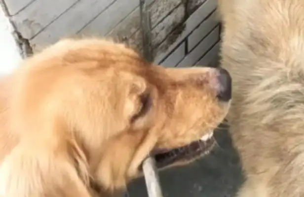 The maggot made a mistake, learned by his master. Gold hair stopped