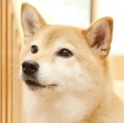I'll give you three fuel dogs! Don't hesitate, it smells good