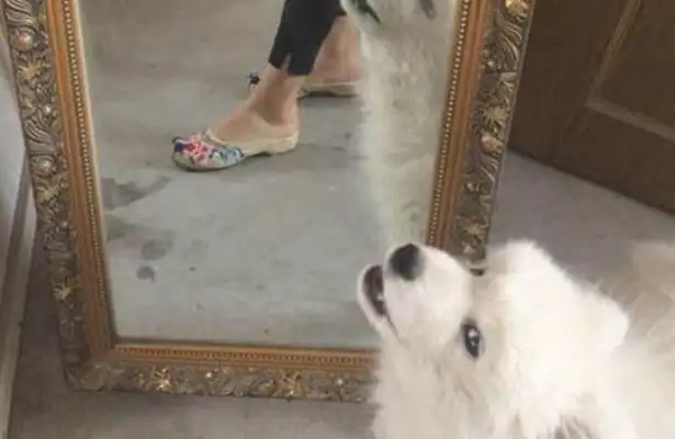 The dog was thrown out because of skin diseases. I can't believe it was an unexpected surprise