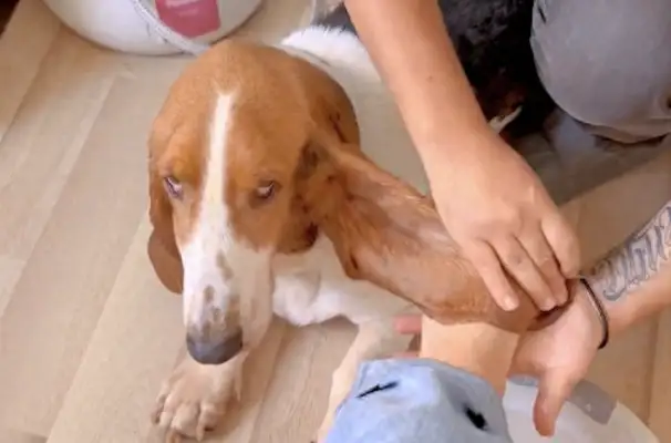 The master used the dog's ear as a cloth and he hung it