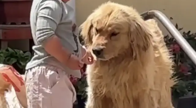 Blondie ate the cookies from the kids and was sent back