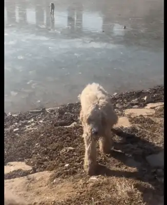 Both dogs were lost at night, and when they found them the next day, their feet were rotten! They fear more than their master
