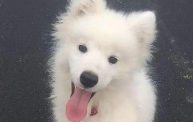 The dog was thrown out because of skin diseases. I can't believe it was an unexpected surprise