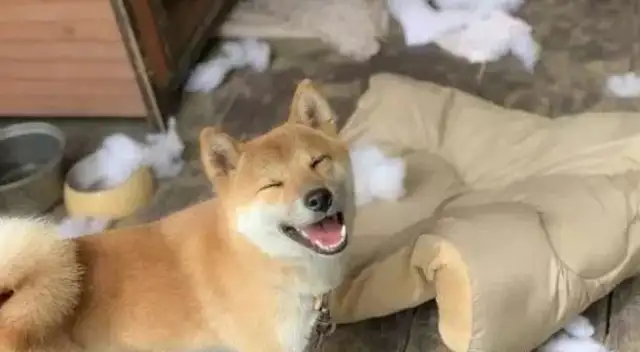 The dog bites the rags and the cotton is full of cotton