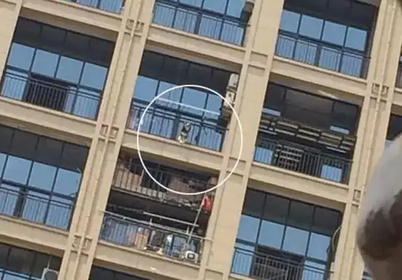 The dog was on the balcony, screaming, and the master didn't like it