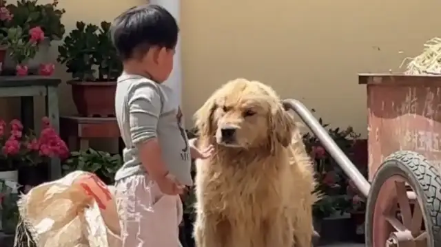 Blondie ate the cookies from the kids and was sent back