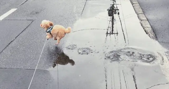 The master won't let the dog step on the puddle. He's playing a light work time