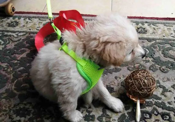 A stray dog staring at a non-motorized car and trying to be led home by someone else