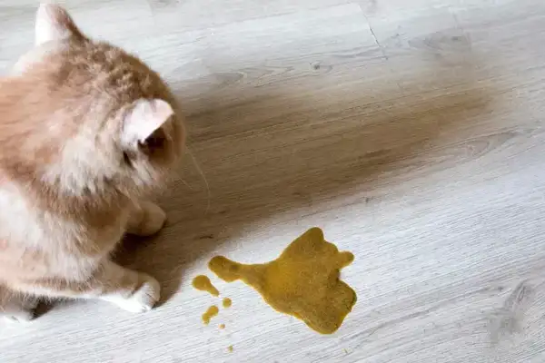 Cat ' s stomachitis whole: symptoms, causes and treatment