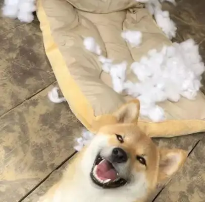 The dog bites the rags and the cotton is full of cotton