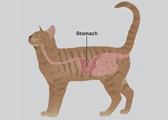 Cat ' s stomachitis whole: symptoms, causes and treatment