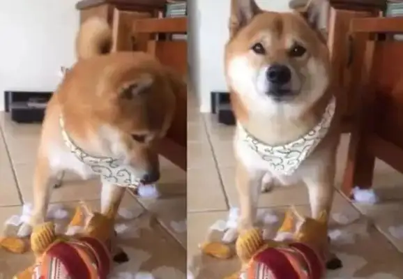 The dog bites the rags and the cotton is full of cotton