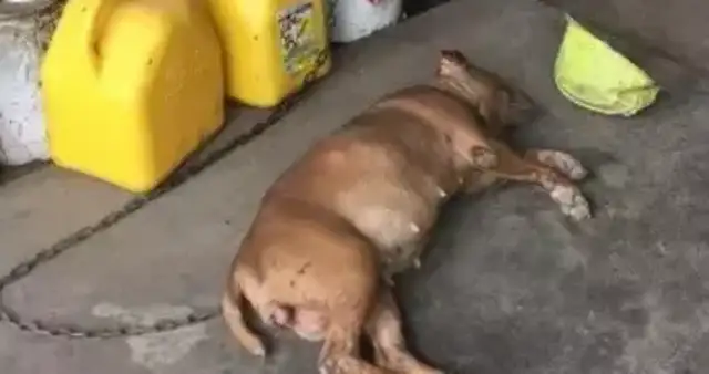 A dog who's obsessed with soft mats. Contents