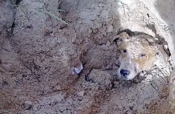 African cold-blooded principals bury stray dogs alive