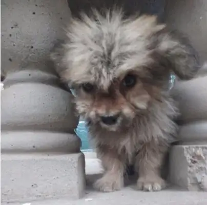 The master left her only child in the trash, and she couldn't smile