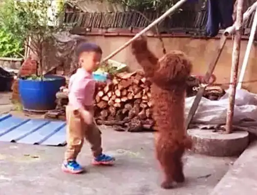 The bear boy came back and started crying at once, and the shit-pussing officer laughed out of the pig's voice: it was so devious