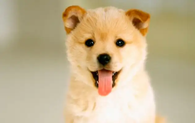 The owner of the dog was awarded $440,000