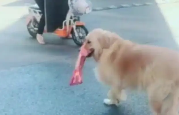 The master took the golden dog to buy the fruit, and it stole the bones