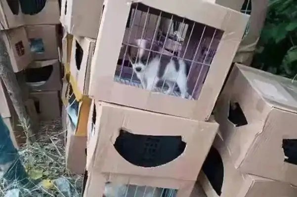 Live pet blind box? There are hundreds of cats and dogs crying, some dead..