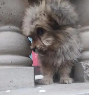 The master left her only child in the trash, and she couldn't smile
