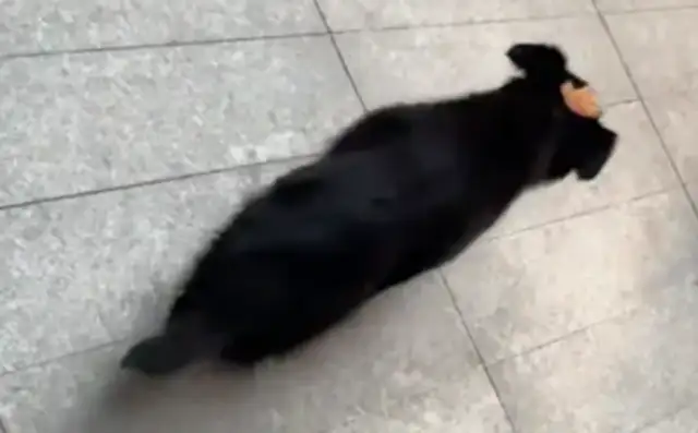 Selling to girls, but girls only want to feed stray dogs, but dogs ignore her