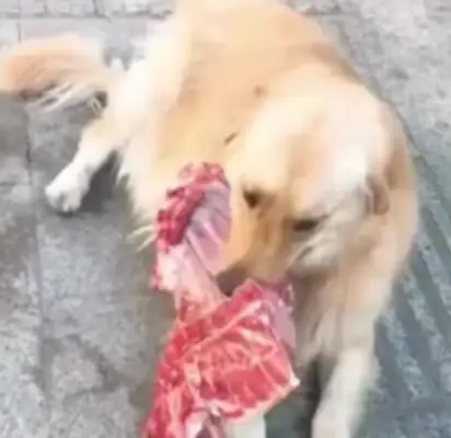 The master took the golden dog to buy the fruit, and it stole the bones