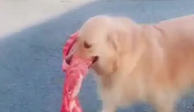 The master took the golden dog to buy the fruit, and it stole the bones