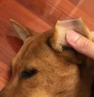 In order to distinguish which dog was sterilized, the rescue center cut half the stray dog's ear
