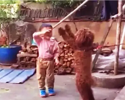 The bear boy came back and started crying at once, and the shit-pussing officer laughed out of the pig's voice: it was so devious