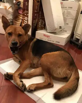 In order to distinguish which dog was sterilized, the rescue center cut half the stray dog's ear