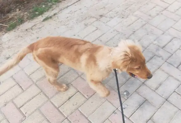 It's too skinny. How the hell does it work? Dog: Abused