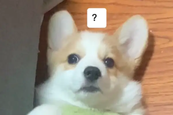 Master's feet are cold. They're in the dog's clothes. Dog: I'm sick