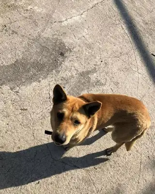 In order to distinguish which dog was sterilized, the rescue center cut half the stray dog's ear