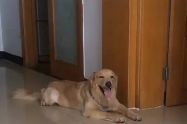 Blonde-to-bottle-to-bottle truck, the battery charger's in a state of grief and the dog's behavior is on