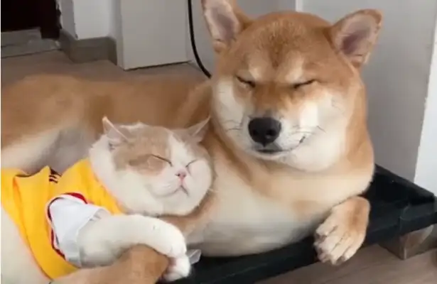Zhejiang's cat gets a dog's pet! Meow: I don't let go, love doesn't leave