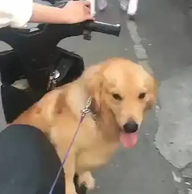 Blonde-to-bottle-to-bottle truck, the battery charger's in a state of grief and the dog's behavior is on