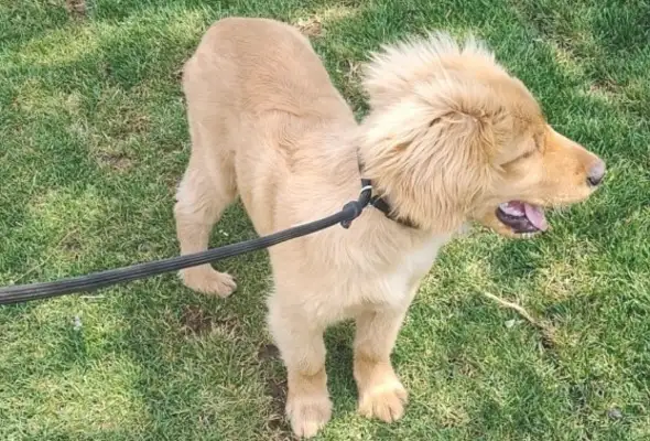 It's too skinny. How the hell does it work? Dog: Abused
