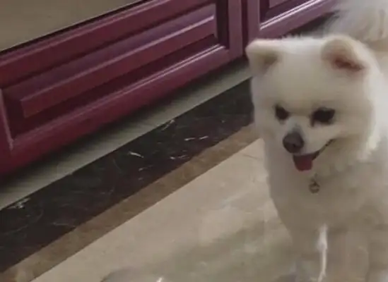 The dog was tricked into a plastic bottle, and he was so angry