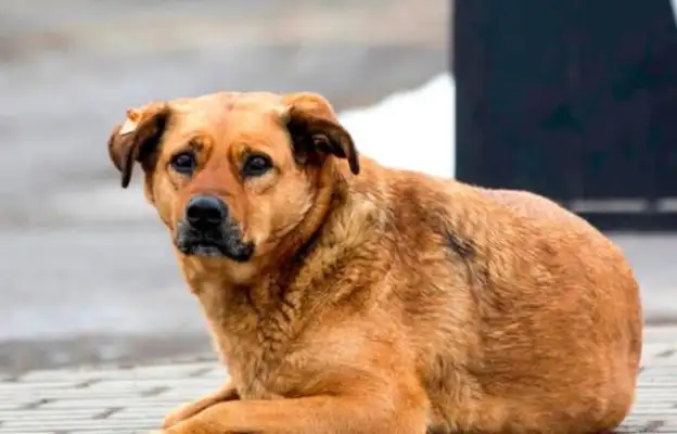 The dog lost a leg in a car accident, and after his adoption, the owner saved her life