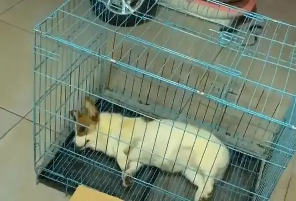 The dog picks up, the master is hungry, and six days later, the dog sees the dog's food