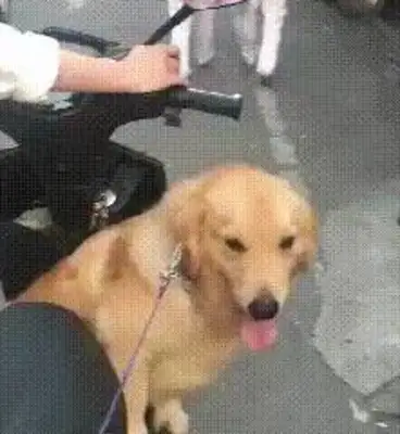 Blonde-to-bottle-to-bottle truck, the battery charger's in a state of grief and the dog's behavior is on